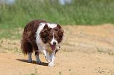 BORDER COLLIE 568